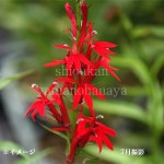 ���٥ꥢ �������ʥꥹ��9��10.5cm�ݥå��ġ��ɺ���/�ֲ֥��葉���祦/����̲ �Ͼ���̵��