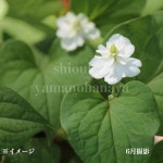 Ȭ�ź餭�ɥ����ߡ�9cm�ݥå��ġ�������/�Ѵ���¿ǯ��/������/������/����̲ �Ͼ����ʤ�