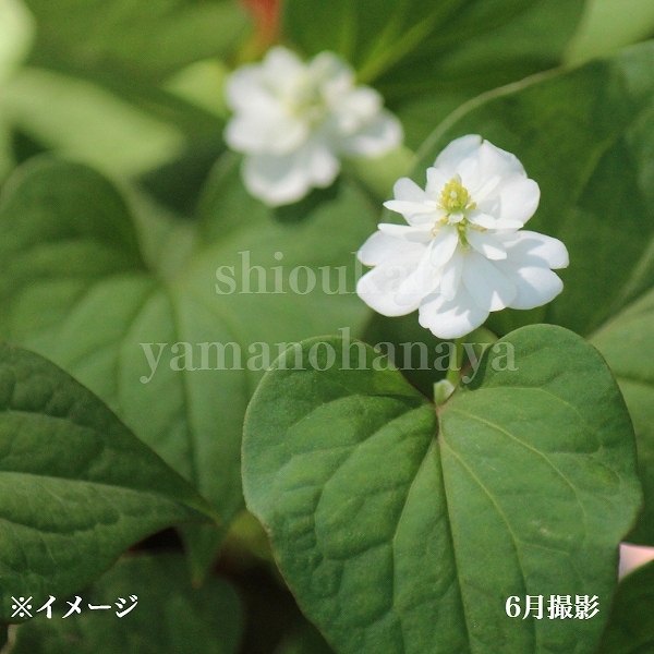 紫桜館山の花屋 | オンライン見積もり - 「八重咲きドクダミ 9cmポット