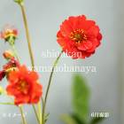 ������ �ե����䡼�ܡ��롡9��10.5cm�ݥå��ġ��ɺ���/�Ѵ���¿ǯ��/������/����̲ �Ͼ����ʤ�