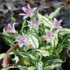 ������ۥȥȥ��� ����ڥꥢ��Хʡ���9cm�ݥå��ġ�������/�Ѵ���¿ǯ��/�����/������/����̲ �Ͼ���̵��