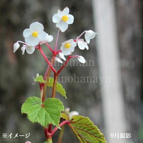紫桜館山の花屋 | 全商品一覧 - 「シュウカイドウ 9～10.5cmポット苗