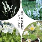 �ɺ��𥻥åȡ��ڤ䤫�ʽɺ���ۥ磻����4���1�ݥåȥ��åȡ��ڥ��饷�ʥ��祦�ޡ���֥����ȥ�Υ�����֥����饽����������֥����ʥ�����