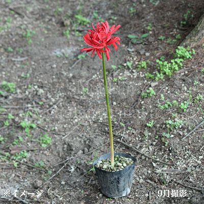 紫桜館山の花屋 | ☆開花時季から探す,夏に咲く植物,ヒガンバナ
