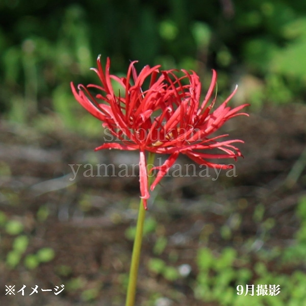 彼岸花 八重咲き ヒガンバナ 球根 1球 リコリス 彼岸花 曼珠沙華 まん