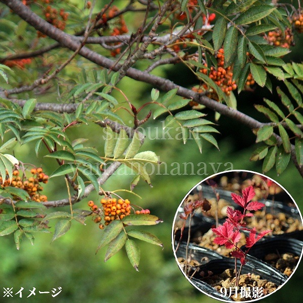 【ジオメトリック】ナナカマド 単木 樹高1.8〜2.0m前後(根鉢含まず) 単品