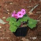 �͹񥫥å�������9cm�ݥå��ġ�������/�Ѵ���¿ǯ��/����/�ץ���/������/����̲ �Ͼ���̵��