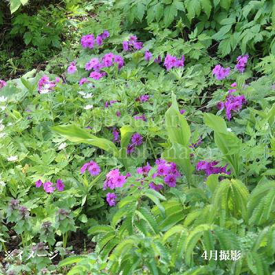 紫桜館山の花屋 | ☆開花時季から探す,春に咲く植物,サクラソウ