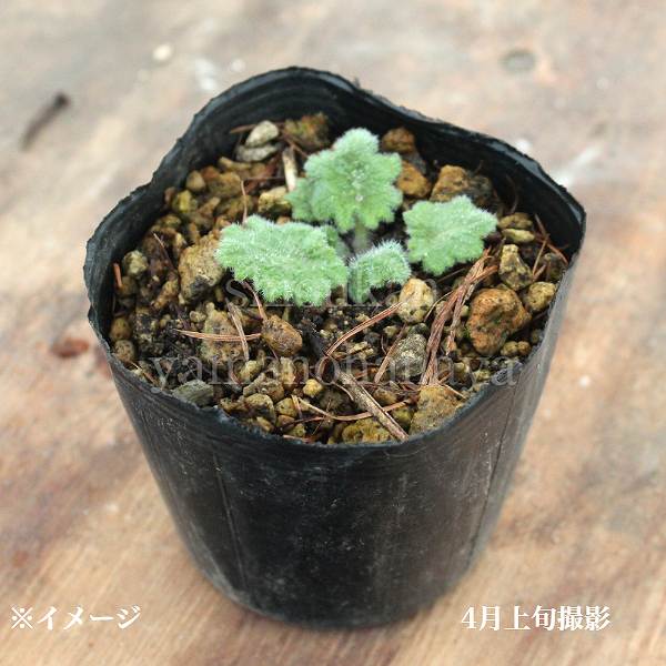 紫桜館山の花屋 | ☆開花時季から探す,春に咲く植物,サクラソウ