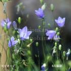 ���ȥ��㥸��9cm�ݥå��ġ�������/�Ѵ���¿ǯ��/������/����̲ �Ͼ����ʤ�