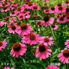 �����ʥ��������󥻡������ԥ󥯡�9��10.5cm�ݥå��ġ��ɺ���/�Ѵ���¿ǯ��/������/��6/6�դ�Ÿ����