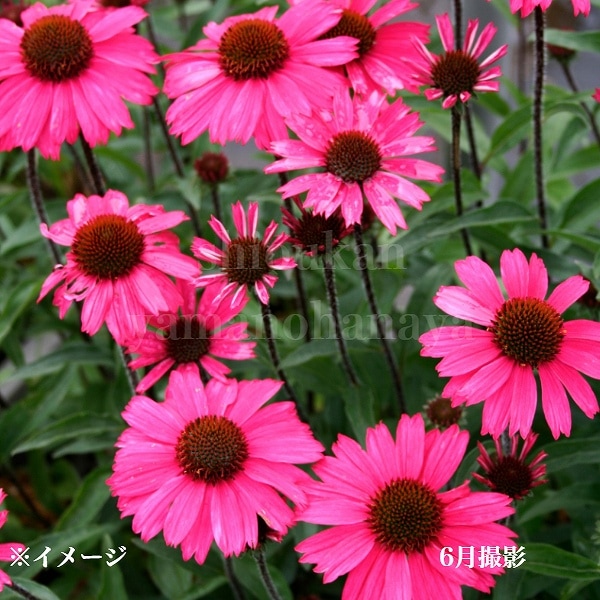 紫桜館山の花屋 | ☆開花時季から探す,夏に咲く植物 - 「エキナセア