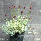 �����꥿��ʥ��⥳�� ��᤭��7.5��9cm�ݥå��ġ�������/�ɺ���/�����/���󥮥����/��4/12�դ�Ÿ����