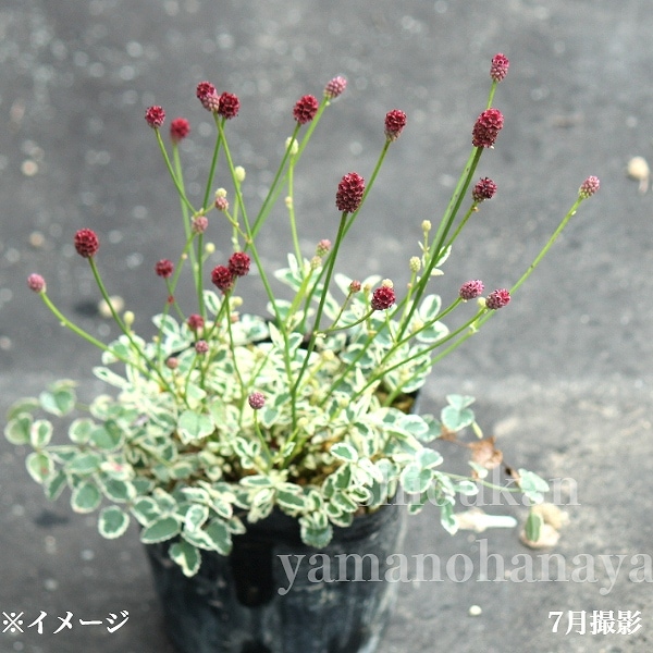 紫桜館山の花屋 | オンライン見積もり - 「斑入りタンナワレモコウ