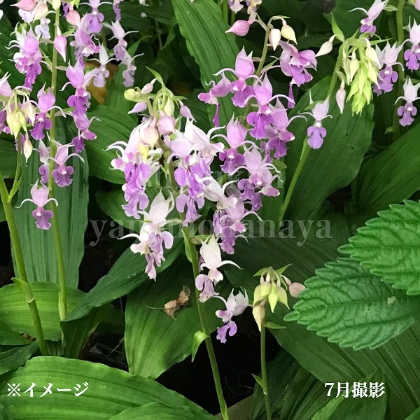 紫桜館山の花屋 | 全商品一覧 - 「ナツエビネ 10.5cmポット苗 山野草