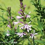 ���֥��葉���祦��9��10.5cm�ݥå��ġ�������¿ǯ��/���٥ꥢ/���˹�/������/����̲ �Ͼ���̵��