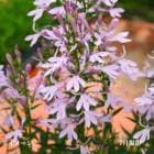 ���֥��葉���祦��9��10.5cm�ݥå��ġ�������¿ǯ��/���٥ꥢ/���˹�/������/����̲ �Ͼ���̵��