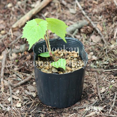 野葡萄 苗 ② 野葡萄 苗 ② 野葡萄 苗 ② 【公式通販】