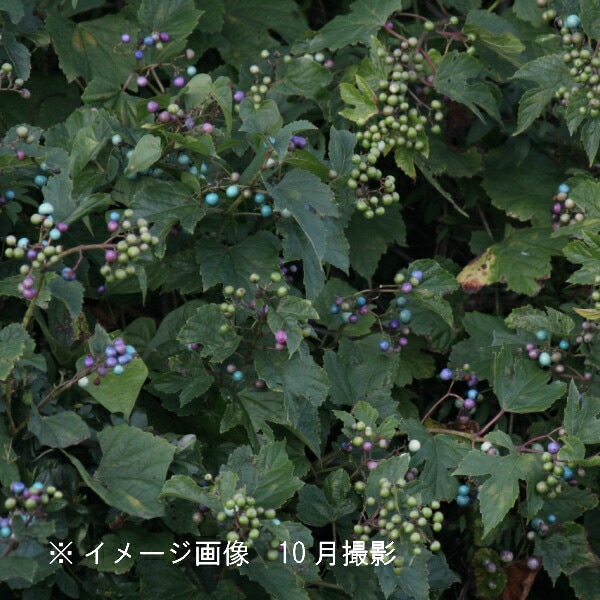 紫桜館山の花屋 | 樹木苗,花や実を観賞する樹木苗 - 「ノブドウ
