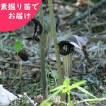 ͽ������梧���饷�ޥ������Ƿ����ġ��庬ľ��3��4�����/������/������/ŷ����/��2026ǯ10��23�����Ϥ�����
