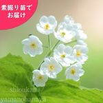 .ͽ������梧���󥫥襦���Ƿ����ġ��պ餭������/������ȥ�ե�/��2026ǯ9��18�����Ϥ�����
