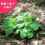 ͽ������梧��ޥ��륤���Ƿ����ġ�������/�ۥ���/�����Х��ܥ���/������/��2026ǯ10��16�����Ϥ�����