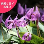 ͽ������梧���ܥ������ꡡ�Ƿ����ġ�������/�����/��2026ǯ9��25�����Ϥ�����