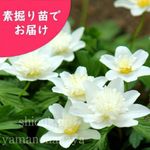 ͽ������梧Ȭ�ź餭������󥽥����Ƿ����ġ��պ餭�ɺ���/���ͥ��/��2026ǯ10��30�����Ϥ�����