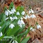 ���Ρ��ɥ��åס�����󥵥� ���륦��������9cm�ݥå��ġ�2�忢��/�業�Υϥ�/������/���������ֽ�λ �դ�Ÿ����