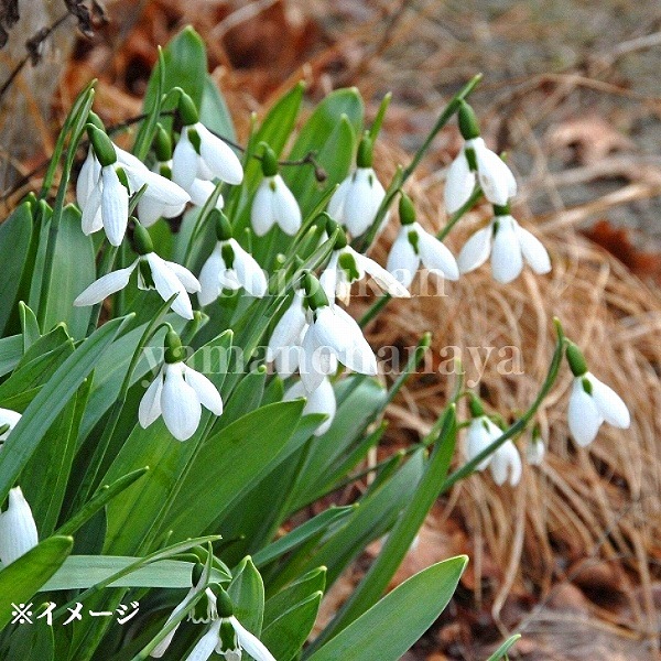 紫桜館山の花屋 | ☆開花時季から探す,早春に咲く植物 - 「スノー