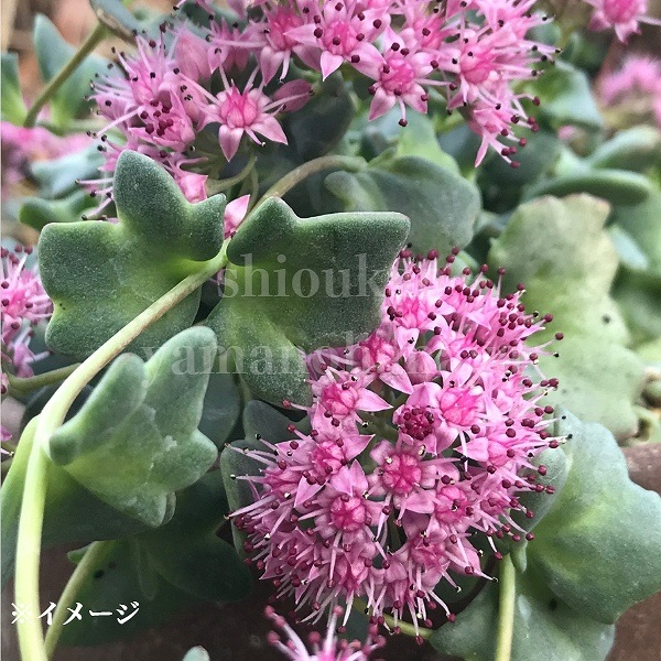 紫桜館山の花屋 | ☆開花時季から探す,秋に咲く植物,ツガルミセバヤ