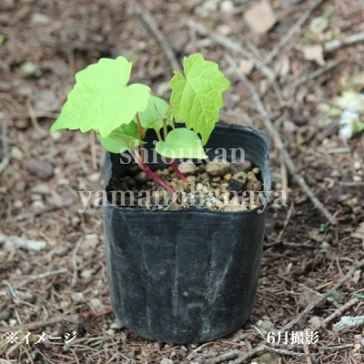 北の蝦夷ハスカップ　原種　成木果樹 高さ1メートル40cm 山葡萄苗木4本セット 北の蝦夷ハスカップ 原種 成木果樹 高さ1メートル40cm 山葡萄苗木4