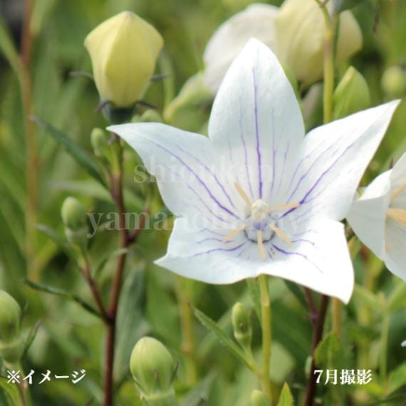 紫桜館山の花屋 | ☆開花時季から探す,夏に咲く植物,キキョウ
