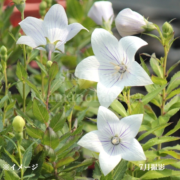 紫桜館山の花屋 | ☆開花時季から探す,夏に咲く植物,キキョウ