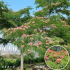 �ͥ�Υ���10.5cm�ݥå��ġ�����10��20�����/���ռ�/����/������/����̲ ���պѤ�