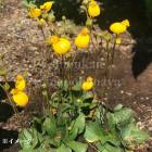 ���륻����ꥢ �ӥե����� ������ɥ���åס�9cm�ݥå��ġ��ڤ䤫�ʳ����ʼ�/������/�Ѵ���¿ǯ��/������/��4/12�դ�Ÿ����