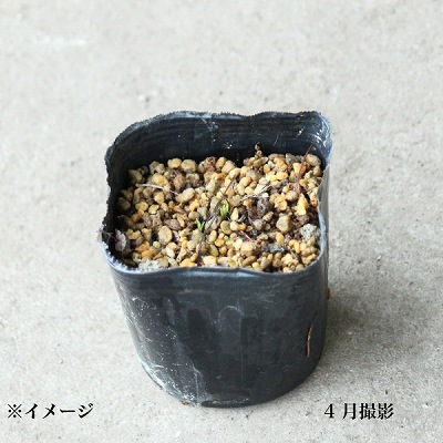 紫桜館山の花屋 | ☆開花時季から探す,夏に咲く植物 - 「リアトリス