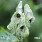 �����ȥꥫ�֥� �Ѥ��֡�9��10.5cm�ݥå��ġ���󥯥��ա���/�����˥���/������/����̲ �Ͼ���̵��