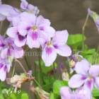 �����饿���ĥܥ��ߥ졡9cm�ݥå��ġ�������/�Ѵ���¿ǯ��/Ω����/������/��4/12�Ĥܤߡ�������