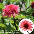 �����ʥ������饺�٥꡼�ȥ�åե롡9��10.5cm�ݥå��ġ��ɺ���/�Ѵ���¿ǯ��/������/��8/7�Ĥܤߡ�������