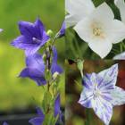 �ڲֿ����ޤ��������������祦��9��10.5cm�ݥå��ġ�������/�Ѵ���¿ǯ��/�˹�/����̲ �Ͼ���̵��