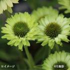 �����ʥ��������꡼�󥸥奨�롡9��10.5cm�ݥå��ġ��ɺ���/�Ѵ���¿ǯ��/������/��8/7�Ĥܤߡ�������