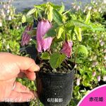 �ֲ�ɱ�ۥ���֥�����9cm�ݥå��ġ�������/�Ѵ���¿ǯ��/����/����ѥ˥��/������/��ǯ���ָ�������/��8/18�դ�Ÿ����