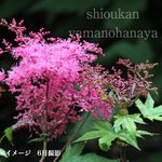 ����������ĥ�������9��10.5cm�ݥå��ġ�������/�Ѵ���¿ǯ��/������/��3/20��᤭�Ϥ�