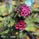 �ץ��ʥꥢ �饺�٥꡼���ץ�å��塡9cm�ݥå��ġ�����/�ɺ���/�Ѵ���¿ǯ��/������/��4/3�Ĥܤߡ�������