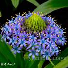 ���顼���ڥ�ӥ��ʡ�10.5cm�ݥå��ġ��ڤ䤫�ʳ����ʼ�/�ɺ���/�Ѵ���¿ǯ��/������/���������ֽ�λ 5/13�դ˽��ߤ���