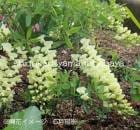 �Хץƥ����������������ե����롡9��10.5cm�ݥå��ġ��ɺ���/�Ѵ���¿ǯ��/��9/5�դ�Ÿ����