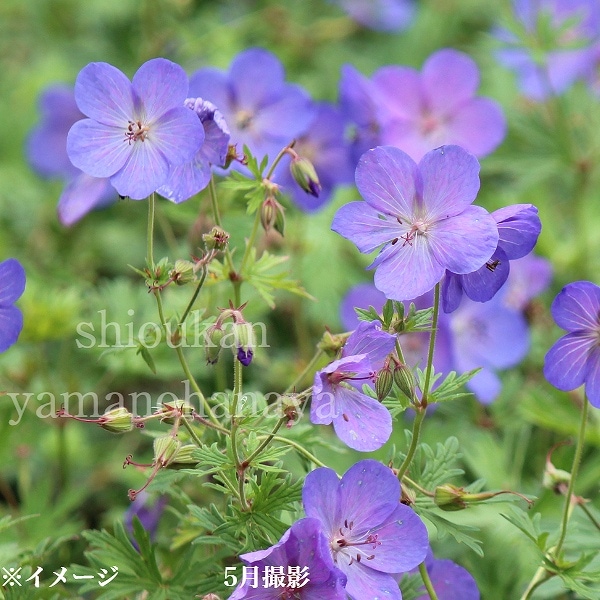 紫桜館山の花屋 | 全商品一覧 - 「ゲラニウム ジョンソンズブルー 9