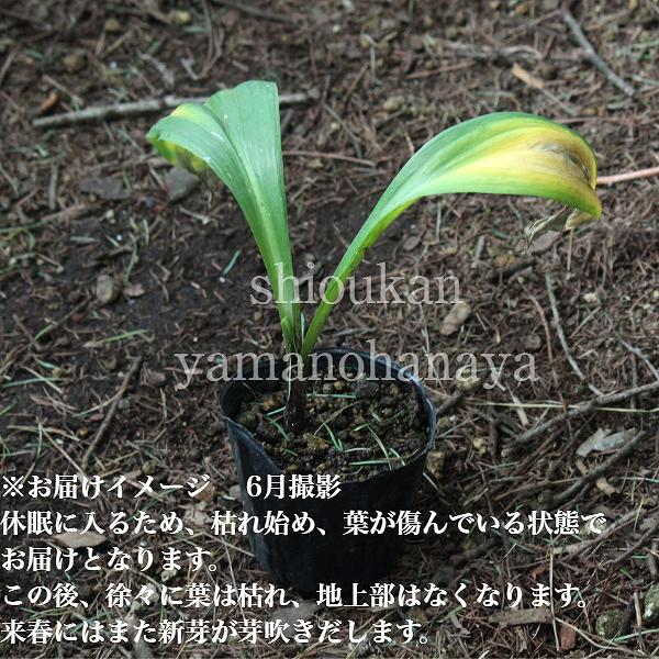 ���祦����˥�˥���9cm�ݥå���/����̲ �Ͼ���̵��