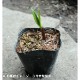 ���祦����˥�˥���9cm�ݥå���/����̲ �Ͼ���̵��